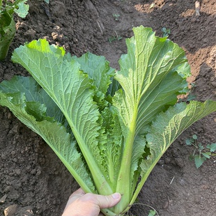 湖北农家蔬菜新鲜青麻叶散叶大白菜毛白菜散叶白菜不包心青菜叶菜