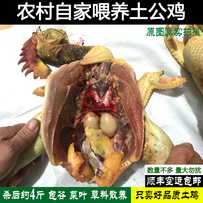 农村散养新鲜整只老公鸡