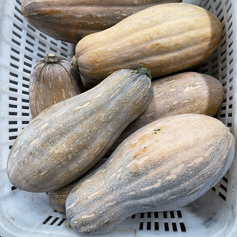农村自种老南瓜农家新鲜香粉糯面宝宝辅食老品种黄皮红肉长老南瓜