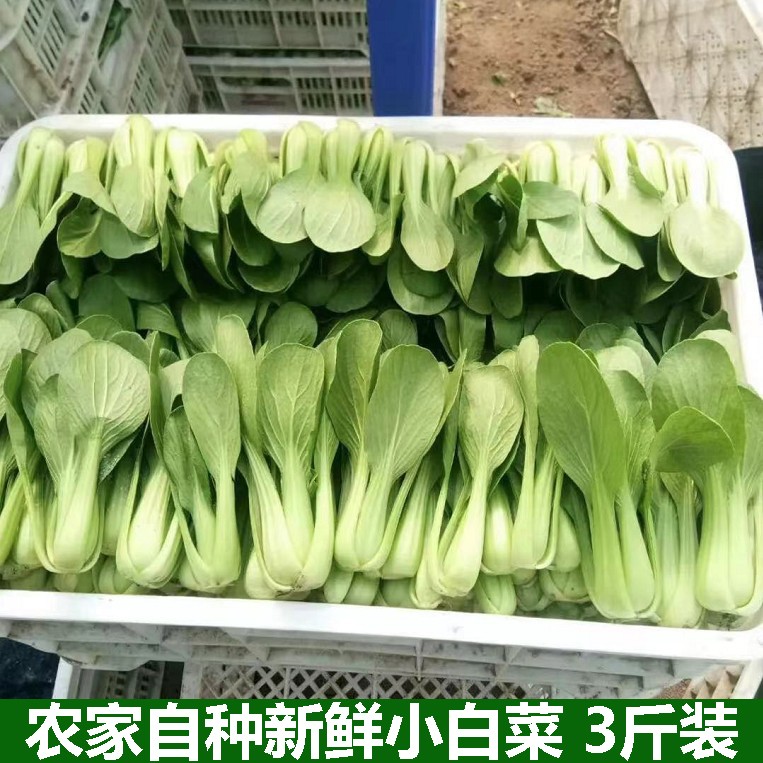 上海青新鲜小油菜现摘现发农家露天霜冻上海青大油青菜叶类菜包邮