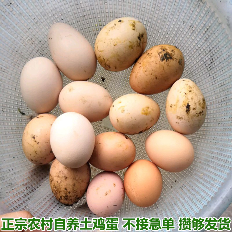 散养土鸡蛋正宗土鸡蛋