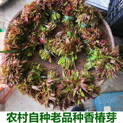 农家自种香椿芽新鲜椿天芽新鲜头茬红香椿野菜现摘香椿芽包邮