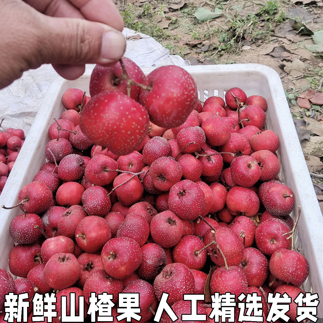 甜红子小山楂果现摘山里红甜口小山楂五愣金星糖葫芦糖雪球包邮