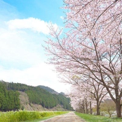 庭院樱花树苗园林绿化