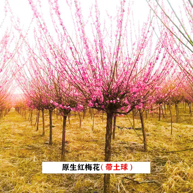 原生红梅骨里红庭院种植四季开花