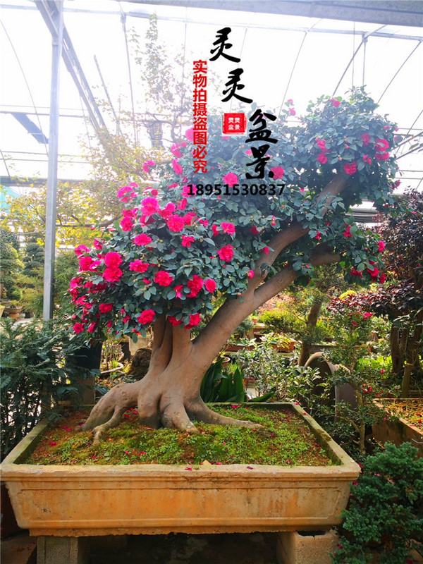 实物精品大型财神茶梅盆景茶花老桩红花继木盆景进口 一物一拍