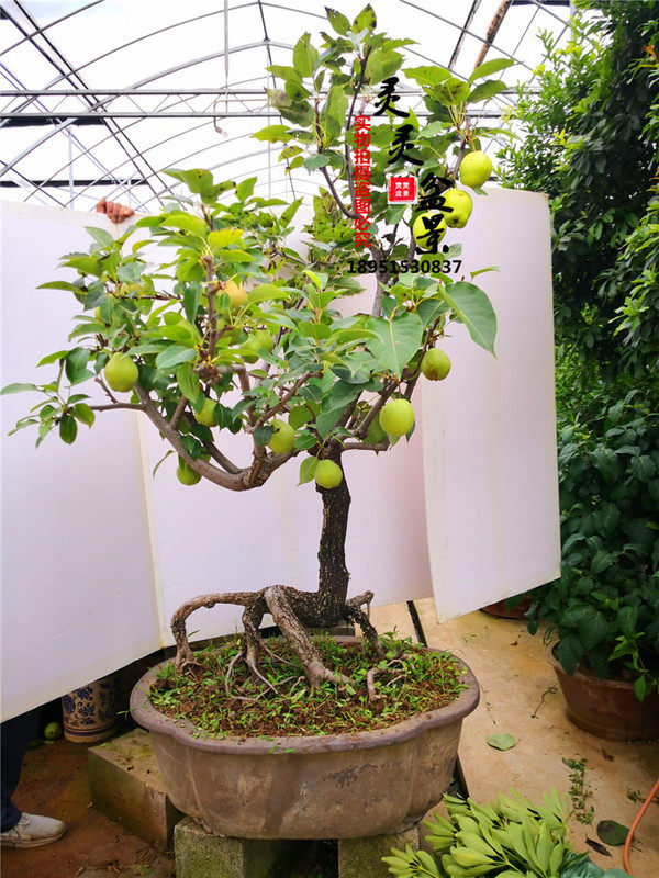 日本豆梨棠梨中品桩木本盆景阳台客厅室内外盆景耐寒久生杂木