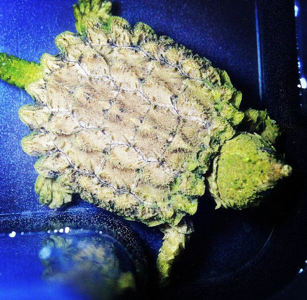 2017变异白金gold大鳄龟 大鳄苗活体 进口大鳄 鳄龟