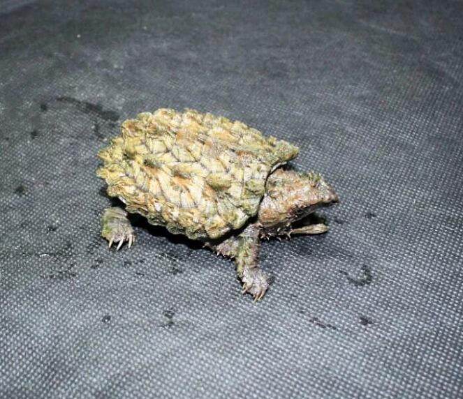 gold白金大鳄龟6厘米左右