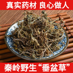 秦岭野生垂盆草中药材500g 正宗药用食用垂盆草 干垂盆草茶
