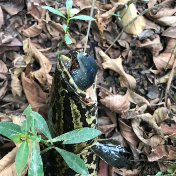 路亚雷强无铅软虫远投淡水假饵