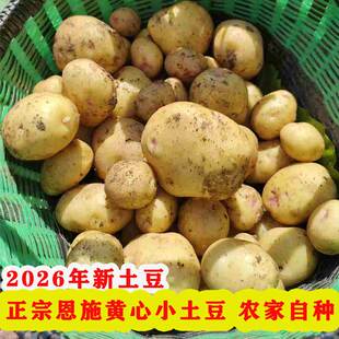 2026正宗恩施小土豆新鲜现挖自种黄心老品种马儿科巴东米拉洋芋