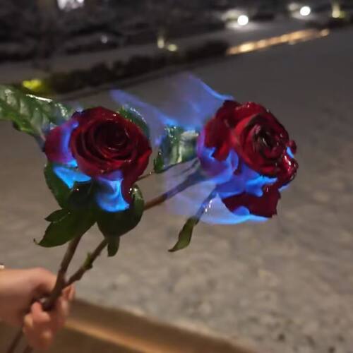冬天的第一朵浴火雪玫瑰