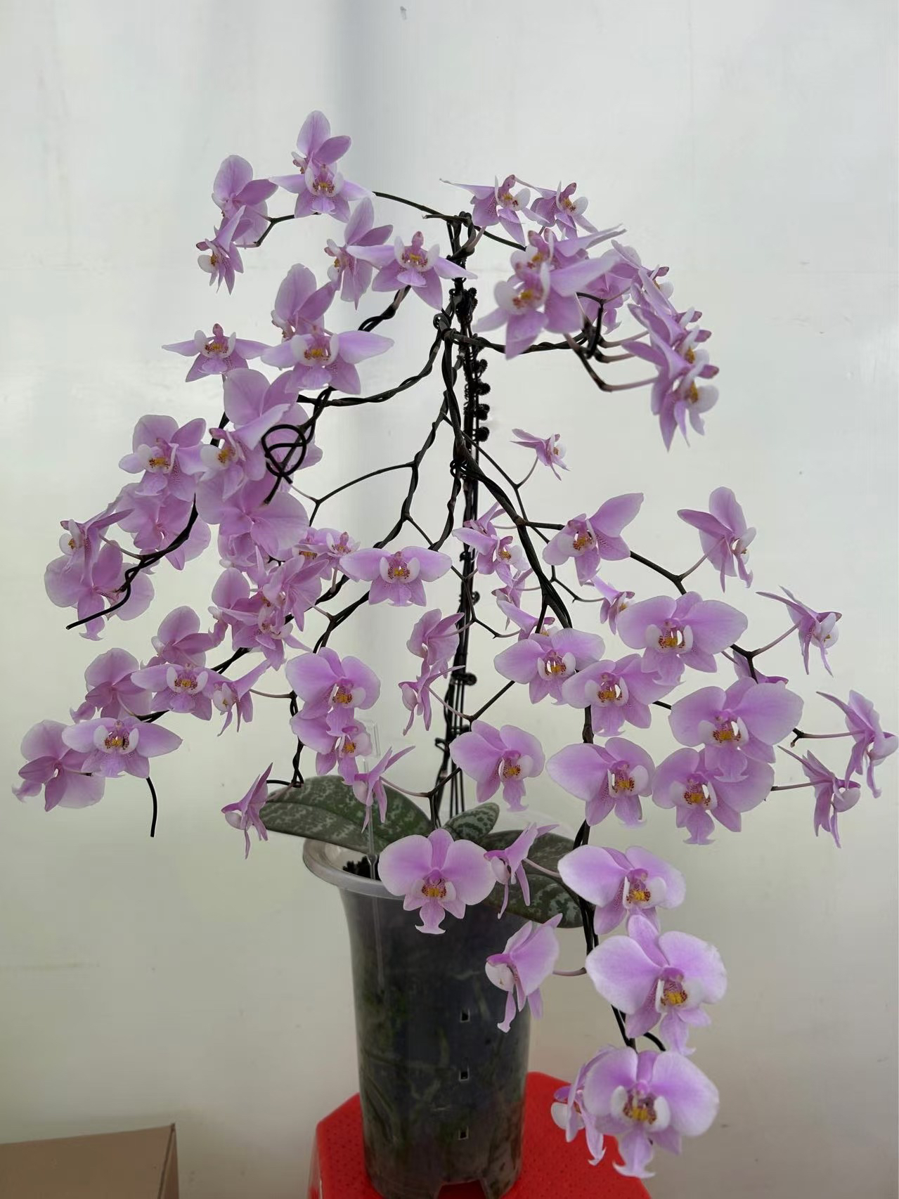 直播间一物一拍链接蝴蝶兰国兰等（单拍无效）