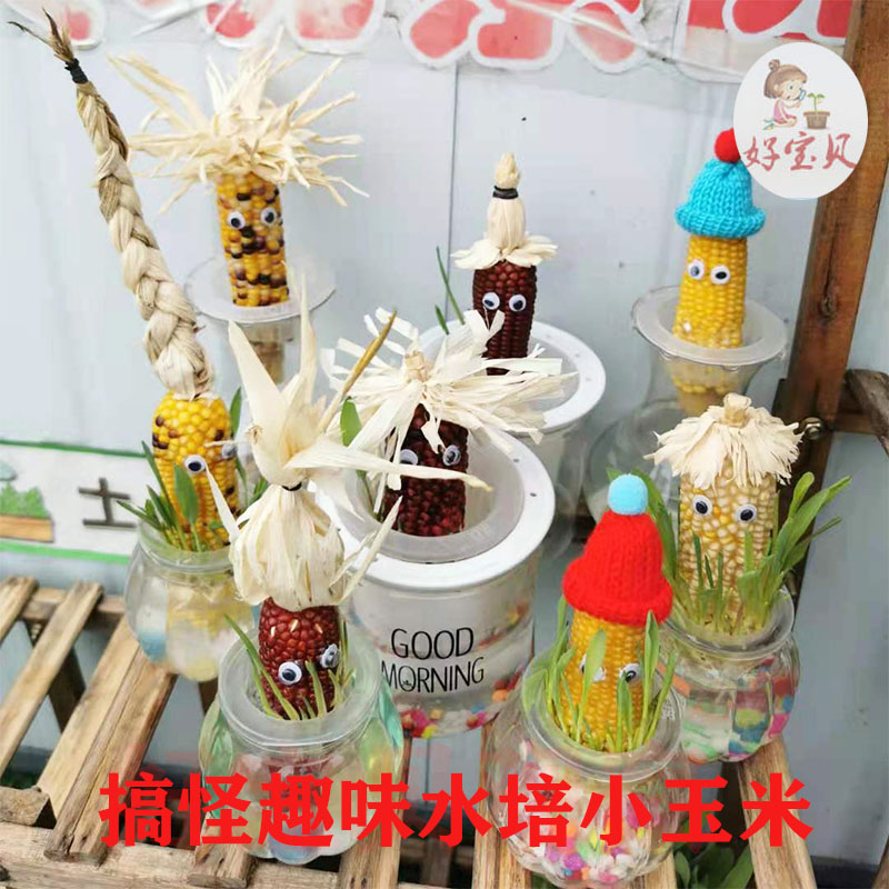 水培各种玉米棒盆栽幼儿园观察植物蔬菜生长过程植物角趣味搞怪