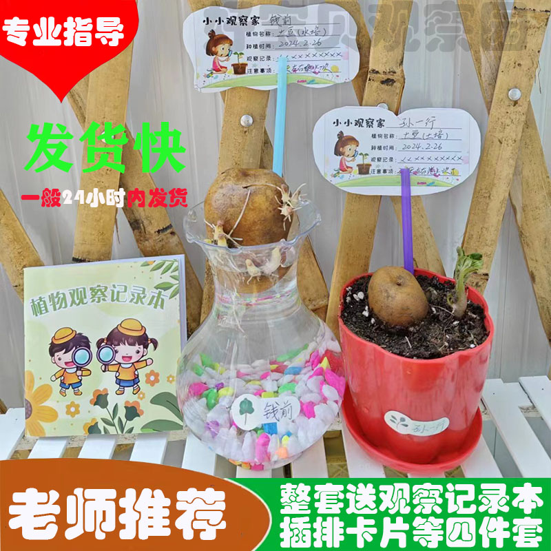 好宝贝水培土培发芽土豆幼儿园儿童观察日记植物小盆栽套餐包邮