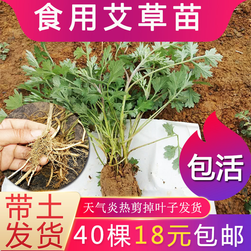 wild Wormwood seedlings Four seasons Potted plant edible The Youth League Leaves plant Foot bath Mosquito repellent Grassrootsin the Flower delivery/Flowers simulation/Plants gardening , Flowers/Potted plants (New) , Plants  category - from Buy2taobao.com to provide professional Taobao agent buy service