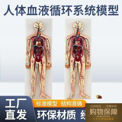 人体血液循环系统模型心脑血液循环静脉动脉解剖模型心脏教学模型
