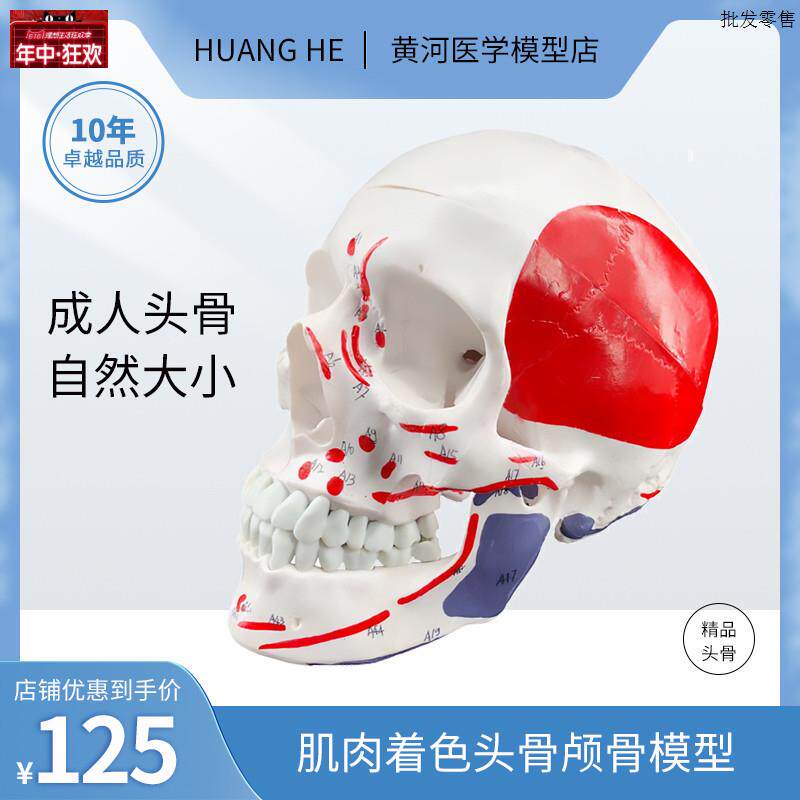 骨骼模型头颅骨模z型带开放下颌头骨带下颌模型附肌肉着色头骨模