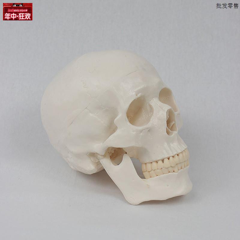 11标准仿真人体头骨头颅B解剖模型医学骨骼艺用模具可拆卸牙齿