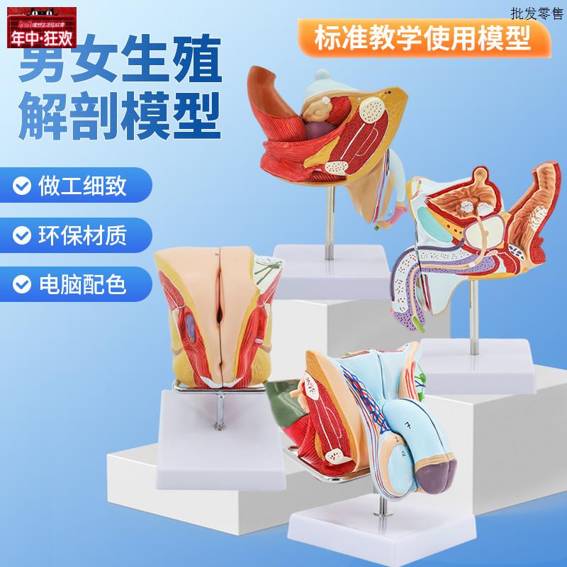 教学仿真男性生殖l器泌尿系统内外生殖器睾丸解剖模型医疗教具