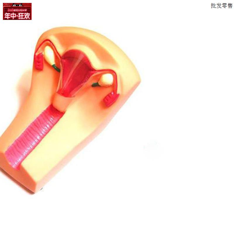 女性宫内避孕器及训练模E型教学模具