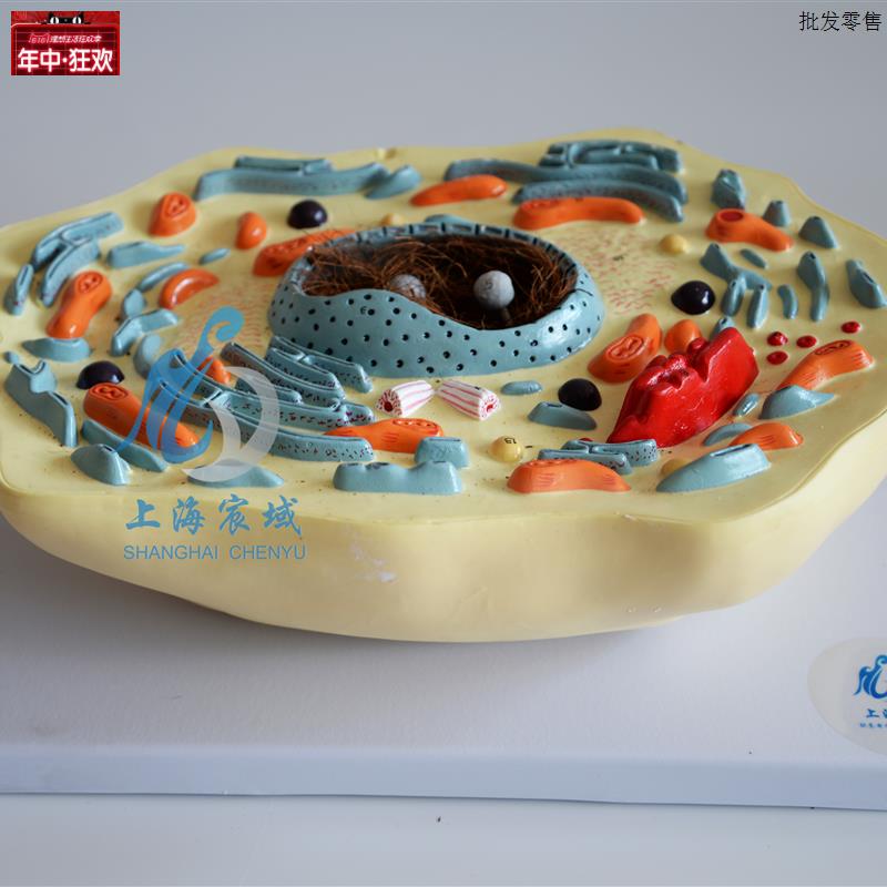 动物细胞模型显d微结构解剖模型中学生物教学生物细胞器材