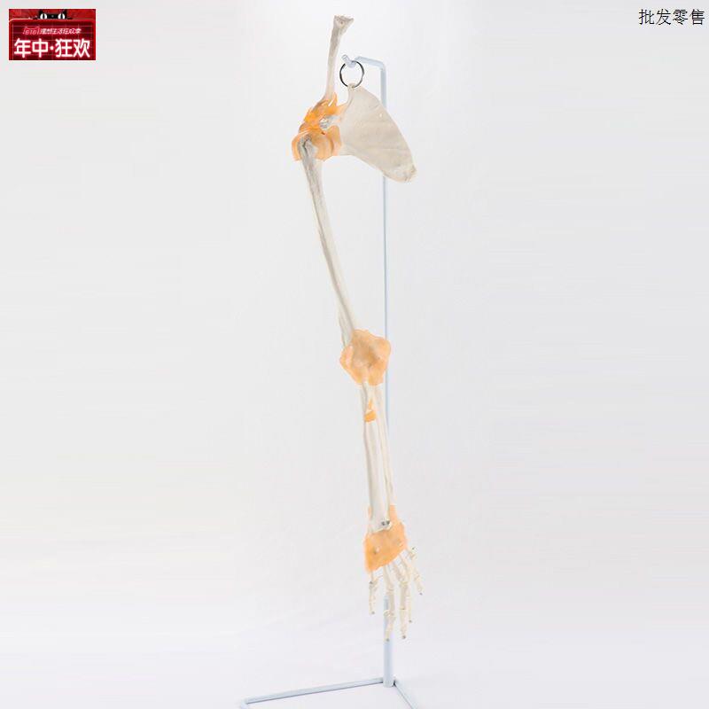 人体上肢骨骼M模型关节韧带肩胛骨肘关节手指弯曲造型仿真塑胶假