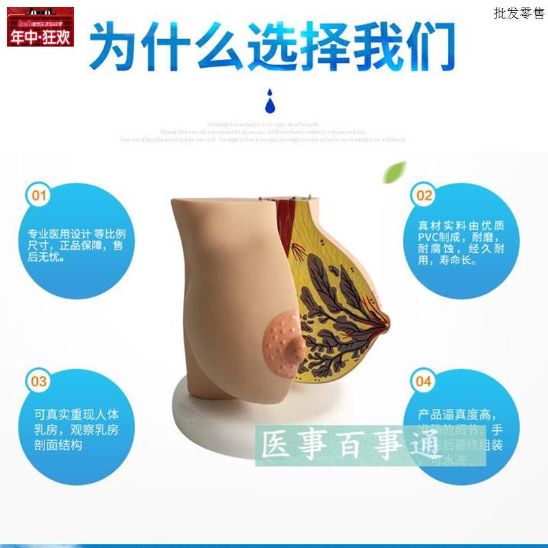 女性静止期乳k房模型乳腺解剖丰胸美容妇产科教学乳房解剖模型