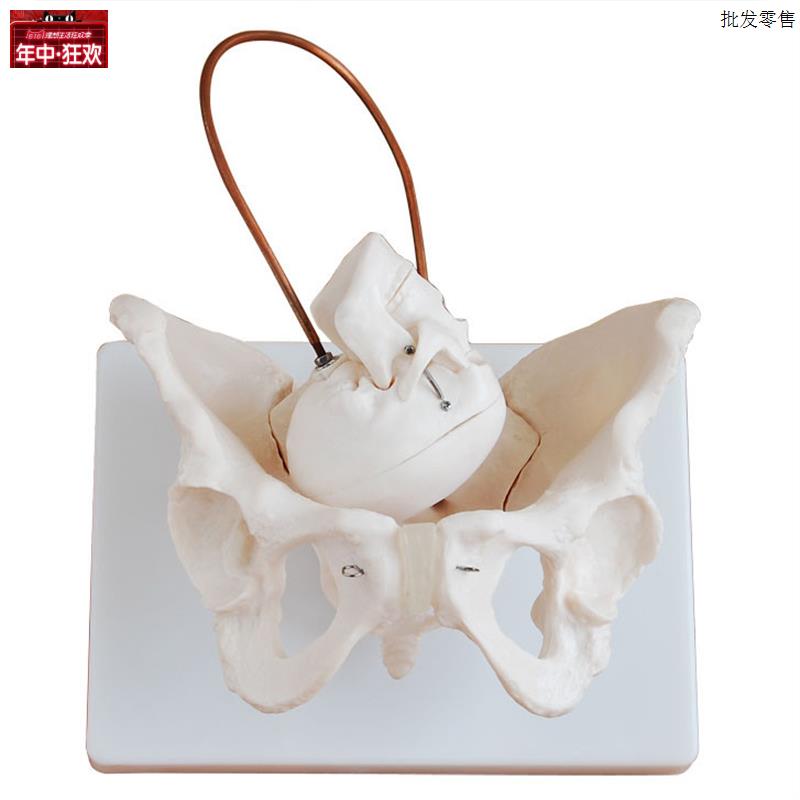 女性盆骨e带胎儿头颅骨模型模具