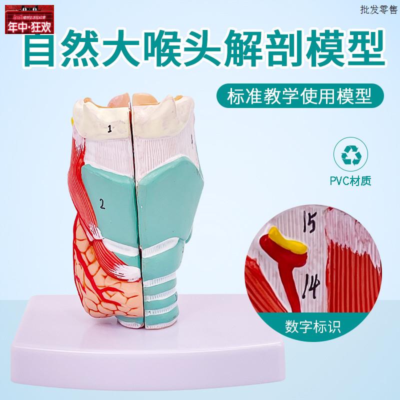 自然大喉解C剖喉头喉部会厌软骨的运动喉头解剖模型耳鼻喉模型
