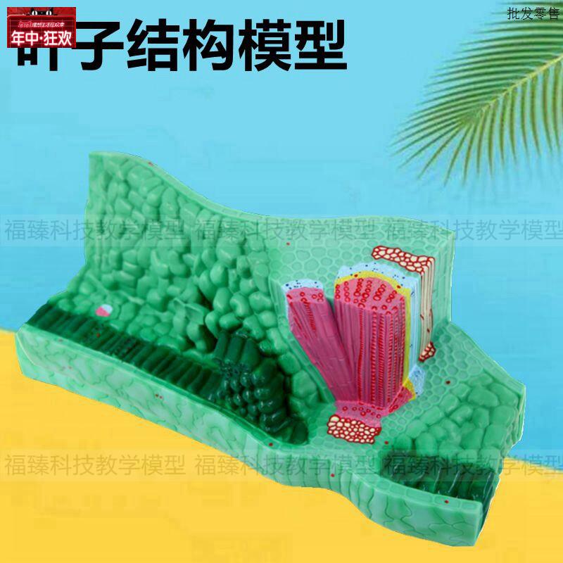 植物叶子模型植物导管筛管单子叶双子叶植物茎初中高k中教学仪器