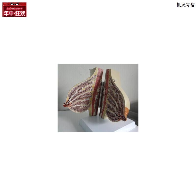 乳房解剖模型女性哺乳期乳房模型女性生殖D乳房美容模型