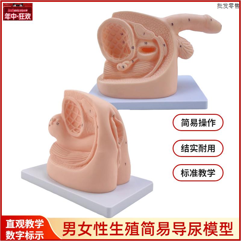 男性内外生殖U器解剖及男女性导尿模型女性泌尿系统生殖系统模型