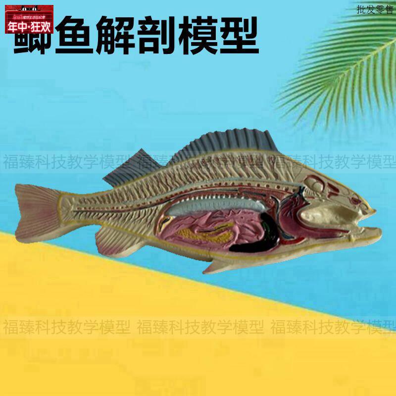 鱼类标本鲫鱼T模型早教儿童玩具生物鱼类解剖动物水产科普展示内