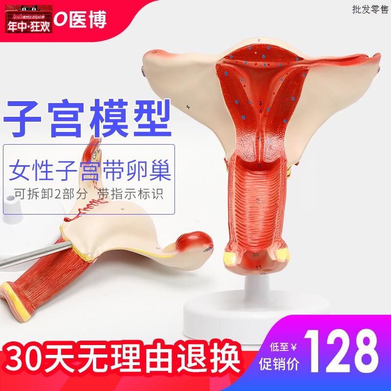女性子宫模型妇科医用教具女性内外生殖器卵巢阴道B卵巢病理模型