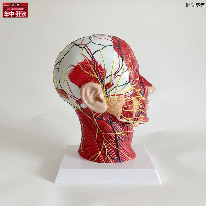 面部神经血管肌肉模型美容微整形培训医美n头部解剖口腔鼻咽喉脑