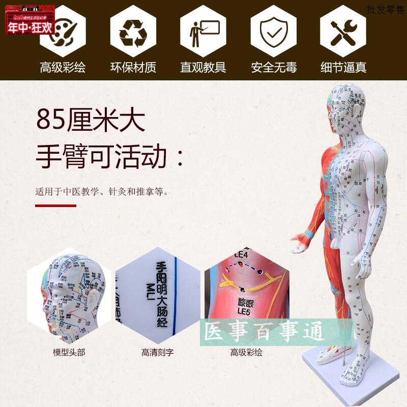 高清85cm针灸穴位经络人W体模型模特超清晰中医用家用教学针灸模