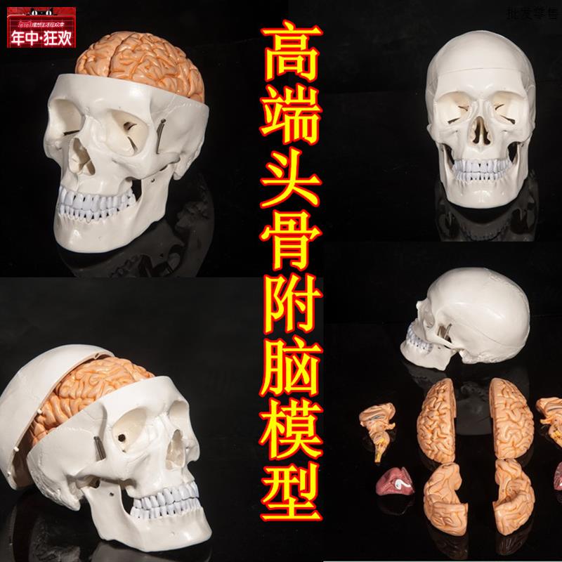 头骨附脑模型人体头颅e脑模型大脑头骨模型神经科医用颅脑模型