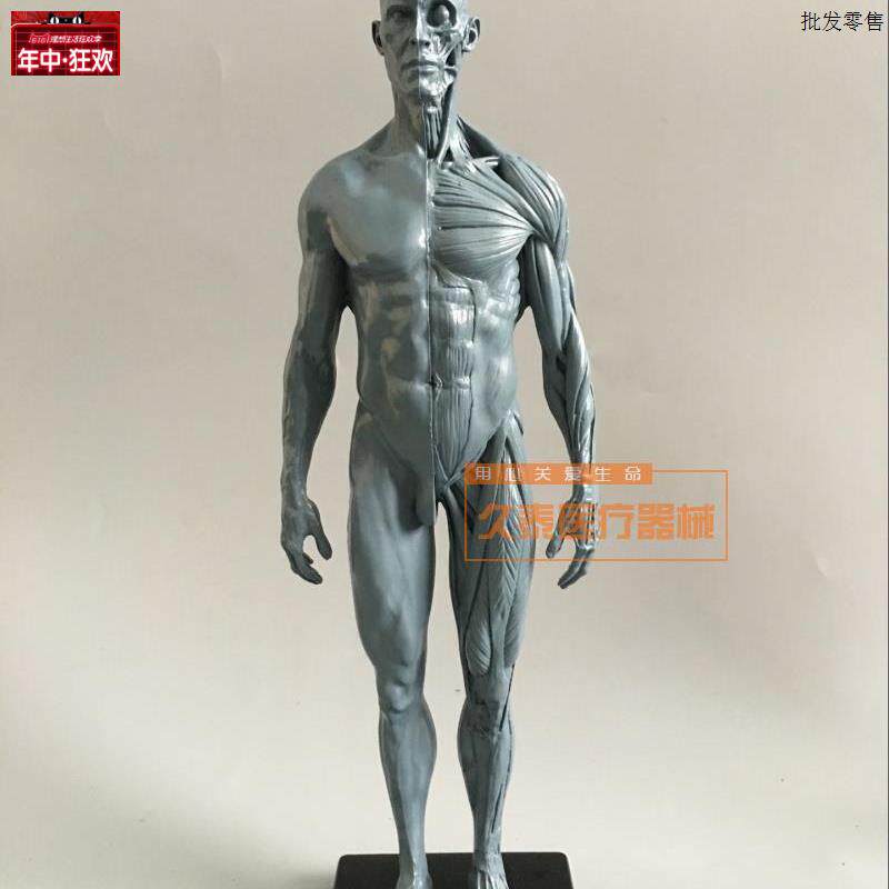绘画美术艺用人体模型雕塑设计医n用CG参考肌肉骨骼解剖模型高质