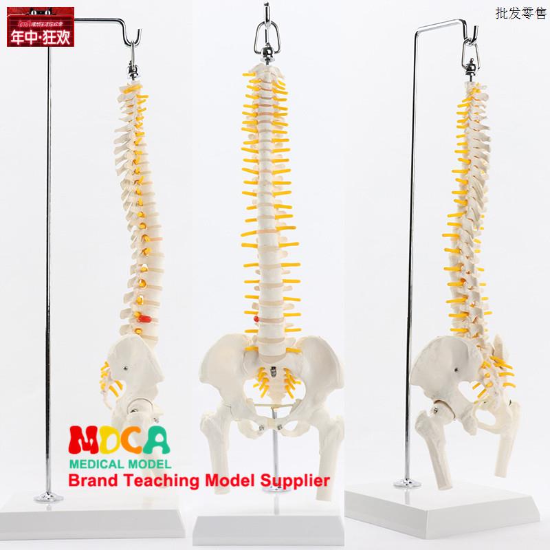 人体脊椎模型带盆g骨股骨尾骨脊柱骨骼腰椎颈椎正骨医用教学用具