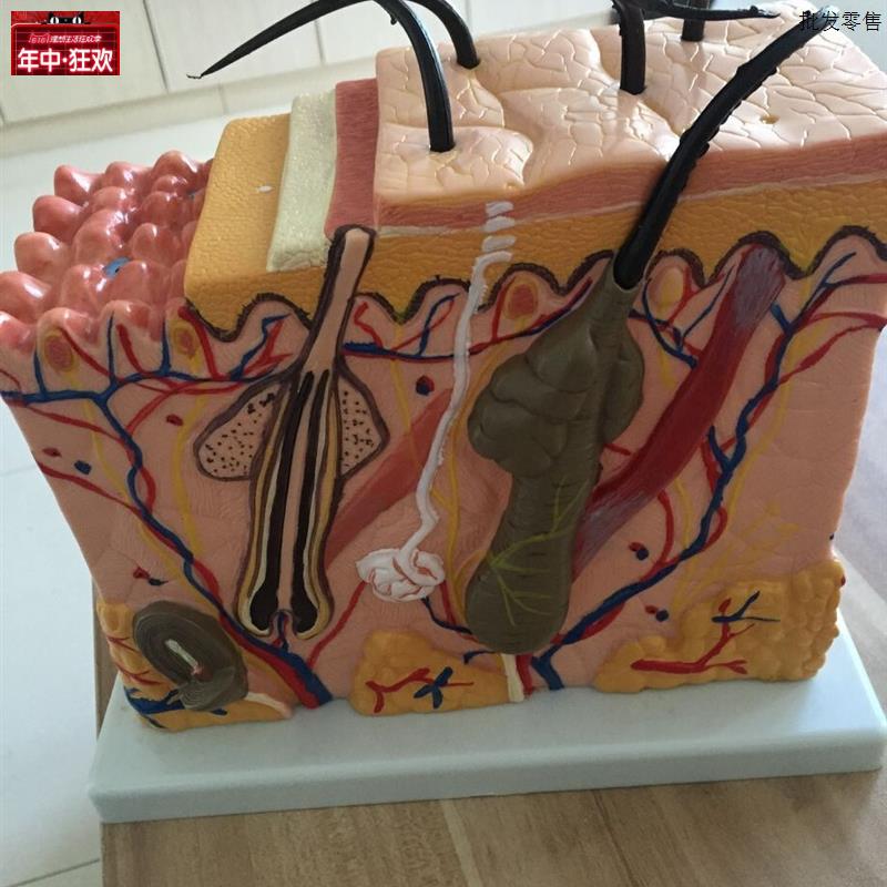 皮肤组织结构放大模型