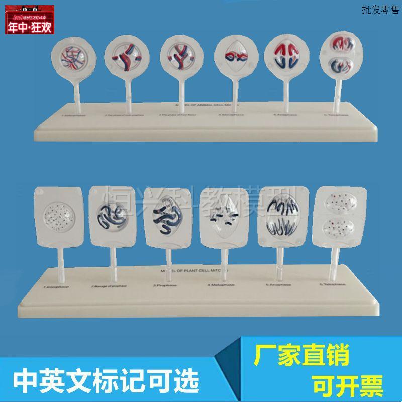 植物细胞有丝分裂模型动物细胞减数分裂生物课教学y实验仪器中学