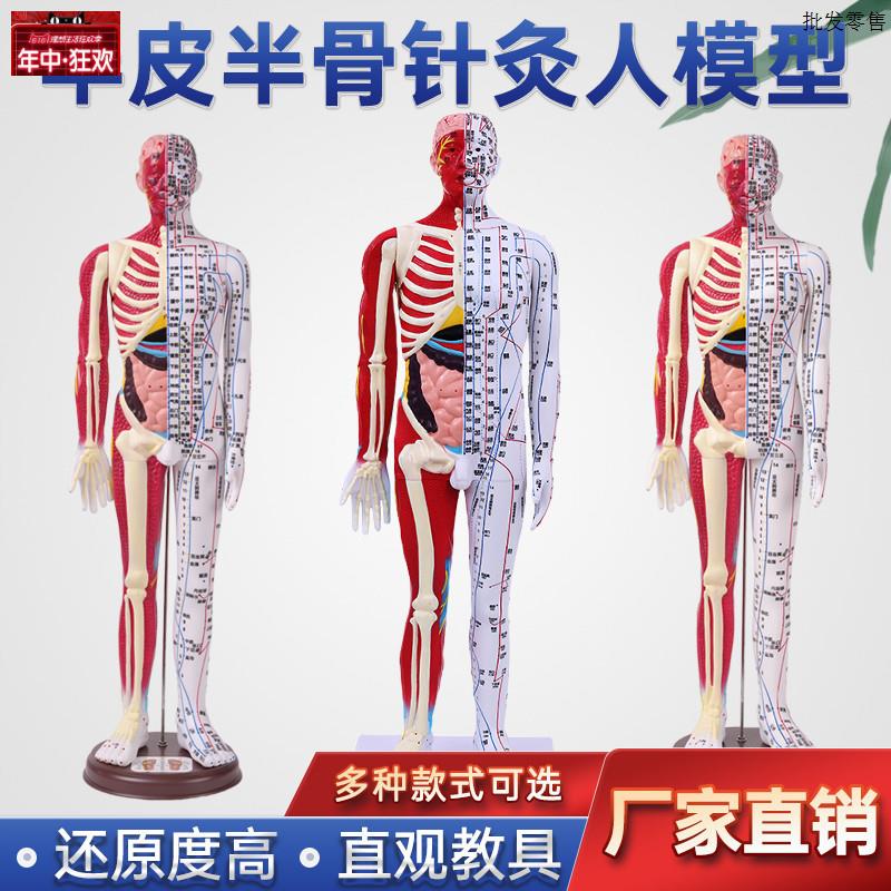 超清晰60CM80CM人体针灸模型半肌肉骨骼内脏模Q型中医经络穴位模