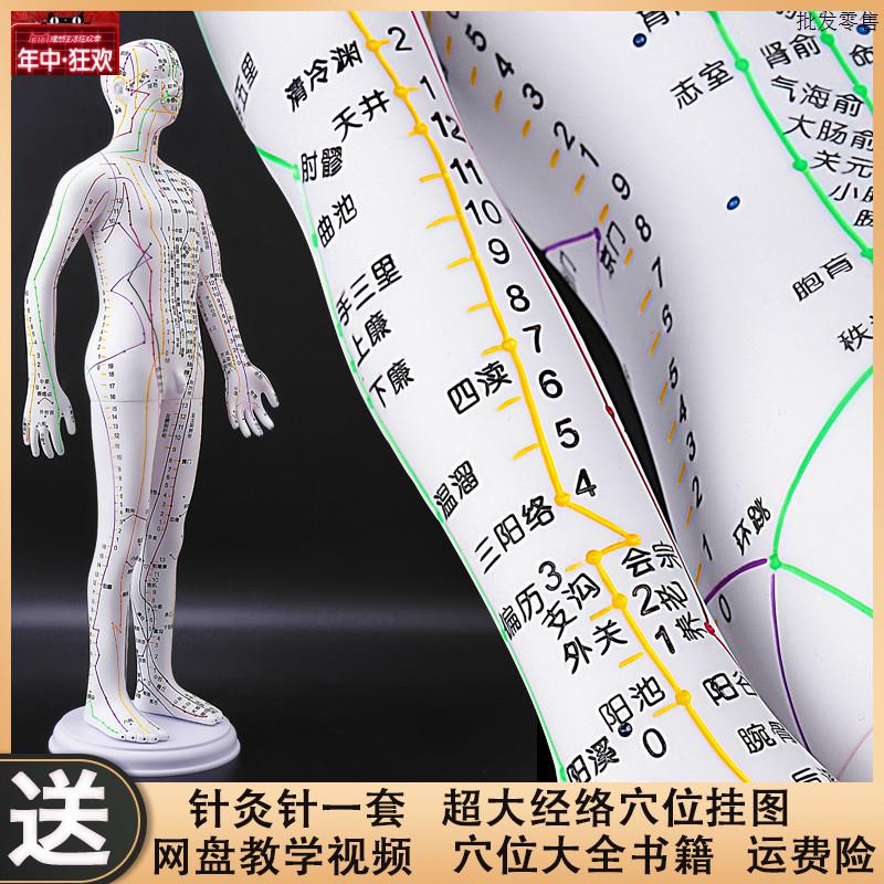 政河人体经络穴位模型人针灸穴位十二经络图扎针小a皮人教学铜人