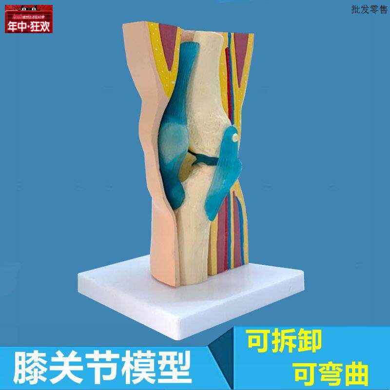 人膝关节模型可拆Z卸半月板韧带髌骨膝盖解剖皮肤肌肉层次医用教