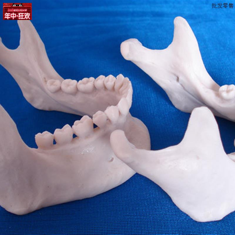仿真下颌骨模型