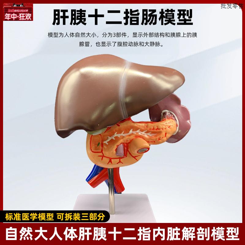 人体肝胆囊胰十二指肠胃结构T模型脾胰病理解剖消化科系统医学教
