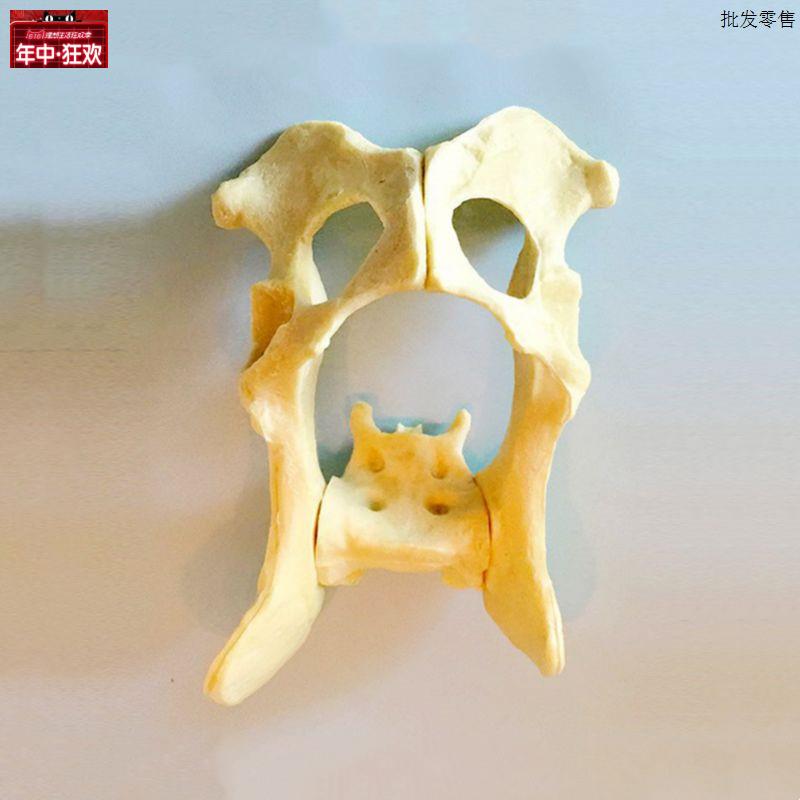 犬髋关节模型宠物医S生手术操作用假骨头真实倒模骨盆四肢腿骨动