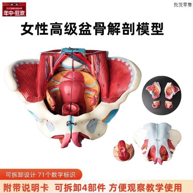 女性骨盆模型盆底肌带生S殖器血管神经肌肉子宫人体解剖教学骨盆